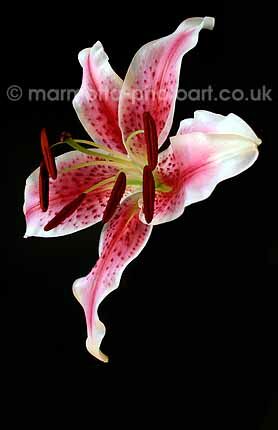 Click to See Next Image