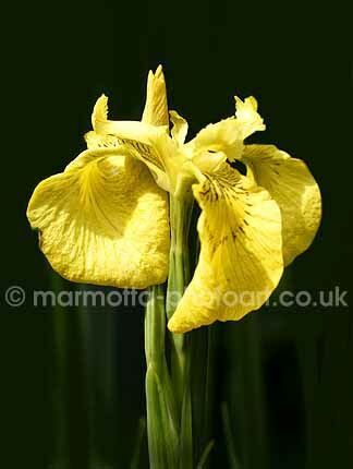 Click to See Next Image