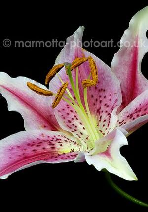 Click to See Next Image