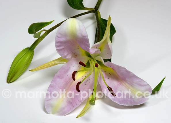 Click to See Next Image