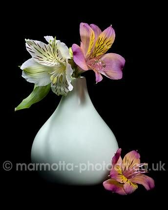 Click to See Next Image