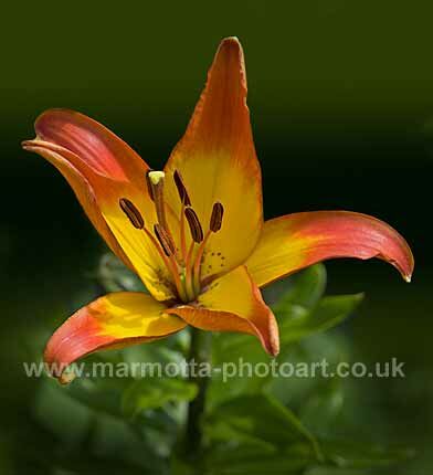 Click to See Next Image