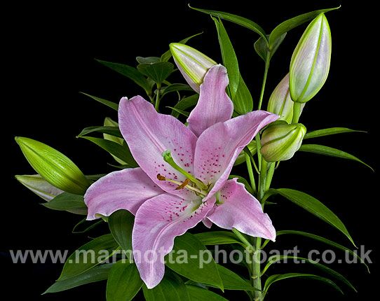 Click to See Next Image