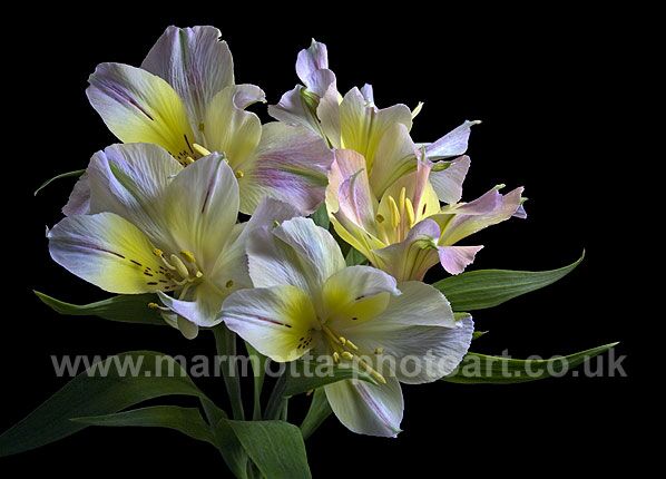 Click to See Next Image