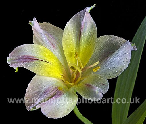 Click to See Next Image