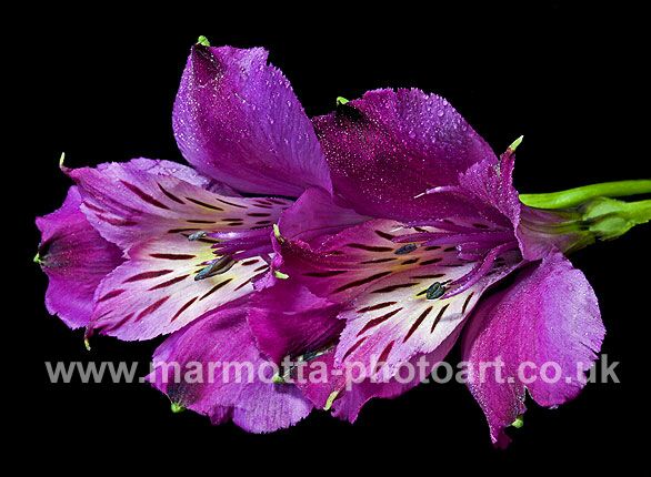 Click to See Next Image