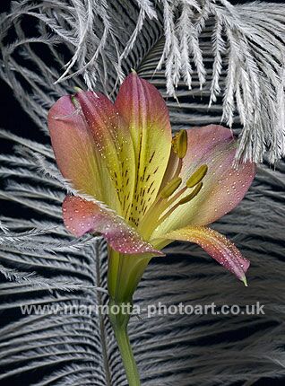 Click to See Next Image