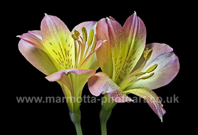 Click to See Next Image