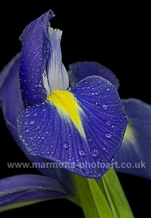 Click to See Next Image