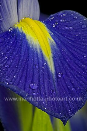 Click to See Next Image