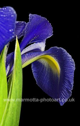 Click to See Next Image