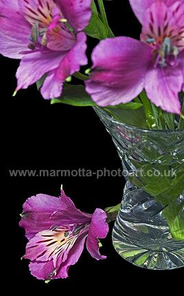 Click to See Next Image