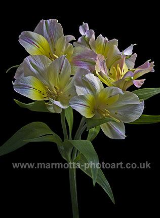 Click to See Next Image