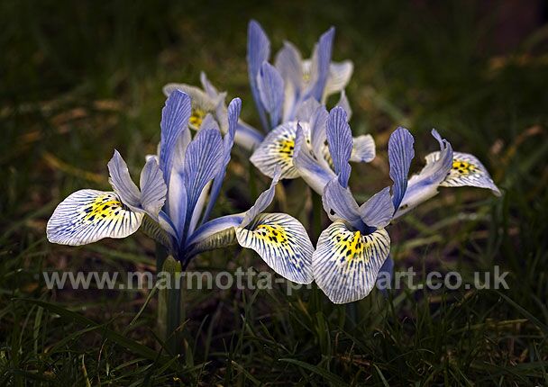 Click to See Next Image