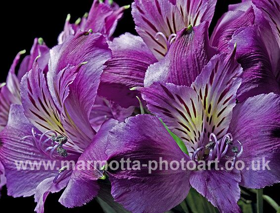 Click to See Next Image