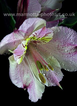 Click to See Next Image