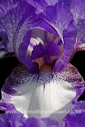 Click to See Next Image