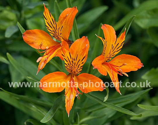 Click to See Next Image