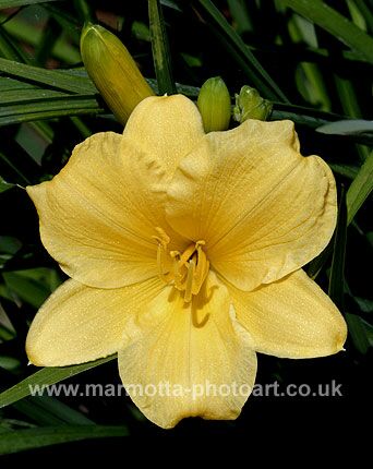 Click to See Next Image