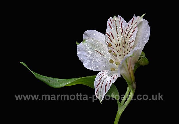 Click to See Next Image