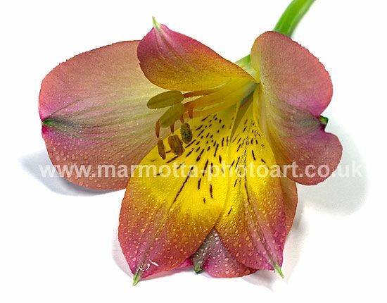 Click to See Next Image