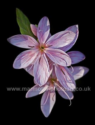 Click to See Next Image