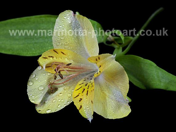 Click to See Next Image