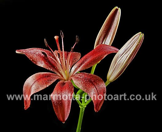 Click to See Next Image