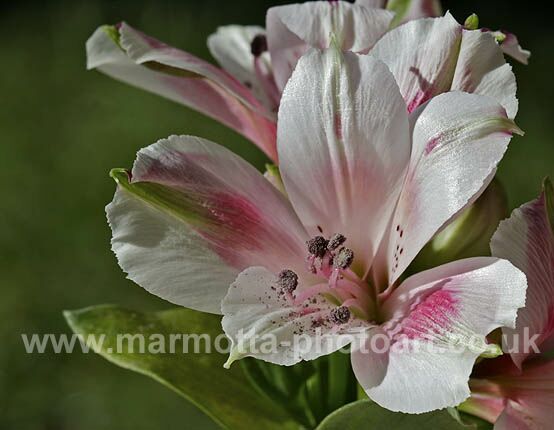 Click to See Next Image