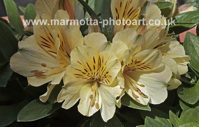 Click to See Next Image