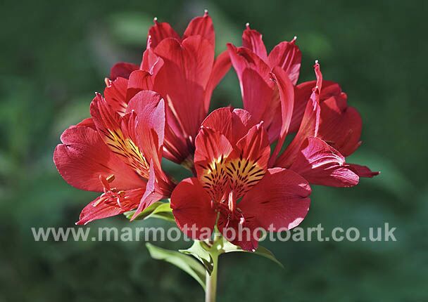 Click to See Next Image