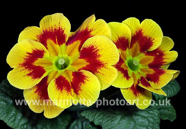 Click to See Next Image