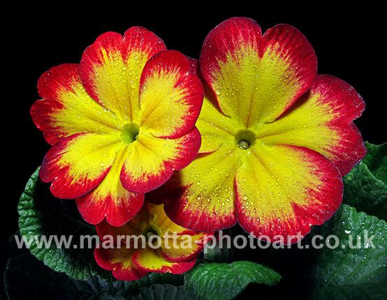 Click to See Next Image