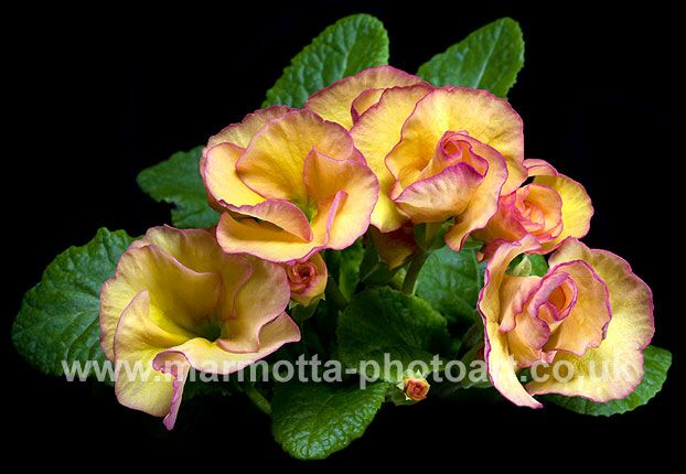 Click to See Next Image