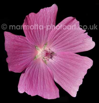 Click to See Next Image