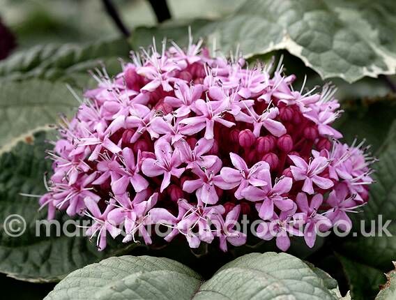 Click to See Next Image