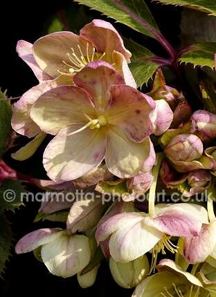 Click to See Next Image