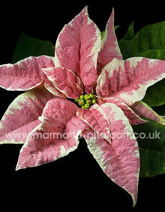 Click to See Next Image