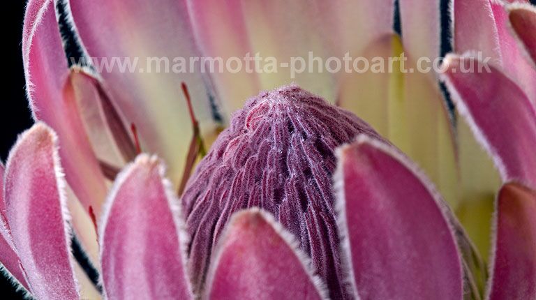 Click to See Next Image