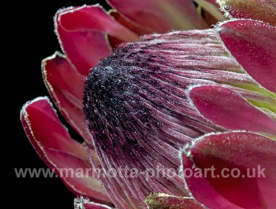 Click to See Next Image