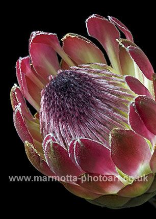 Click to See Next Image