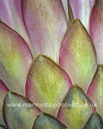 Click to See Next Image