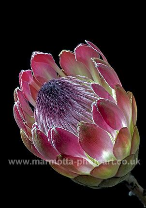 Click to See Next Image