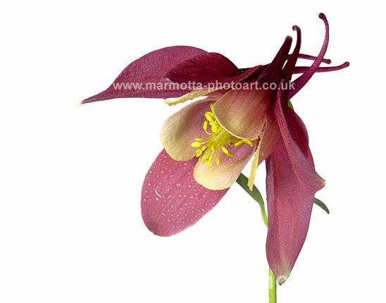 Click to See Next Image