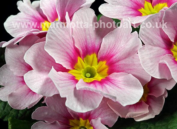 Click to See Next Image