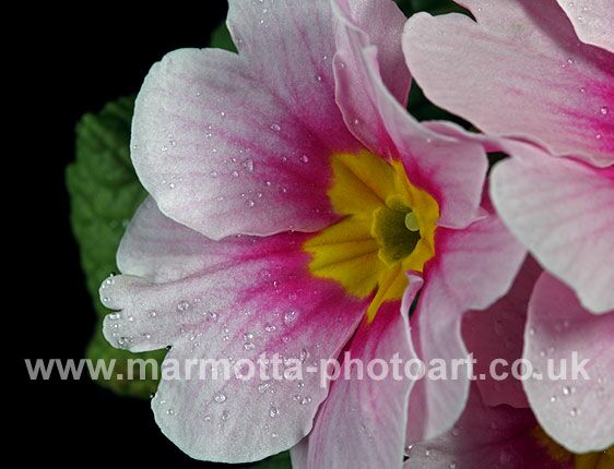 Click to See Next Image