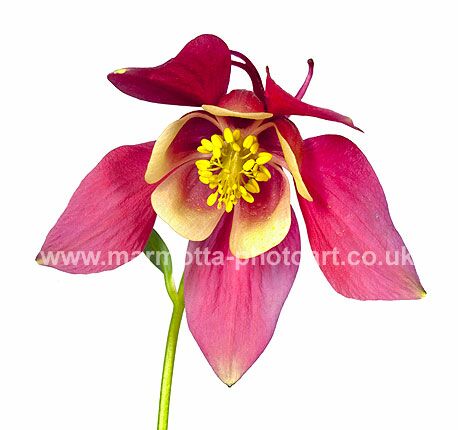 Click to See Next Image