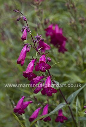 Click to See Next Image