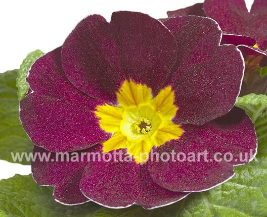 Click to See Next Image