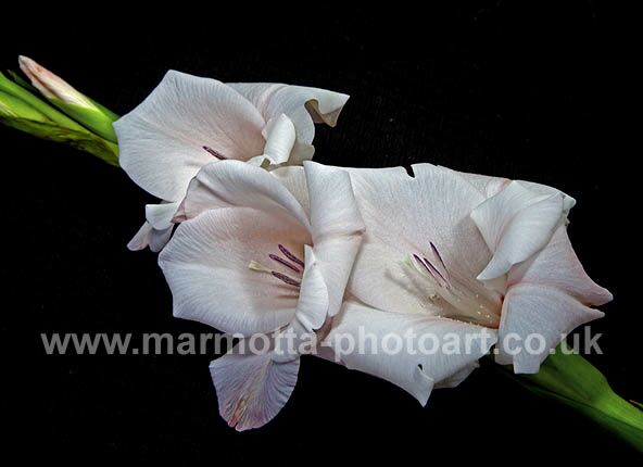 Click to See Next Image